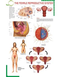 The Female reproductive System